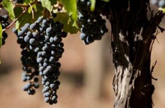 佳美娜，很美的葡萄品种！