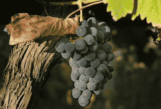 新旧世界葡萄酒文化的差异