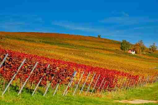 了解过加州中央海岸葡萄酒产区吗？