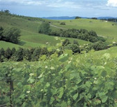 酒庄信息：马塔卡纳酒庄 Matakana Estate