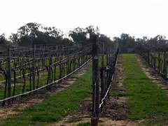 酒庄信息：路斯格兰酒庄 Trahna Rutherglen Wines