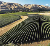 酒庄介绍：马丁堡酒庄 Martinborough Vineyard