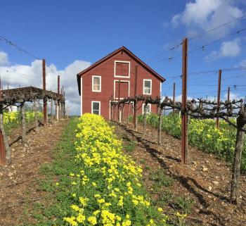 酒庄介绍：科科莫酒庄 Kokomo Winery