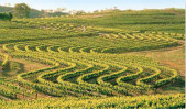 酒庄介绍：普西河谷酒庄 Pewsey Vale Vineyard