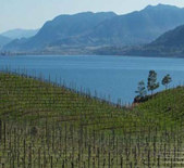 酒庄消息：湖风酒庄 Lake Breeze Vineyards