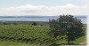 酒庄消息：美登酒庄 Blomidon Estate Winery