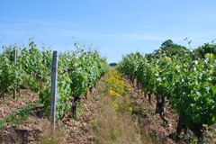 酒庄信息：理查·罗伊酒庄 Domaine Richard Leroy
