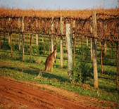 酒庄信息：啸鸢酒庄 Whistling Kite Vineyard