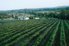 酒庄资料：鹿岛酒庄 Elk Island Winery