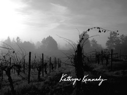 酒庄资料：凯瑟琳·肯尼迪酒庄 Kathryn Kennedy Winery