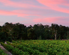 酒庄资料：阿姆斯特酒庄 Amherst Winery