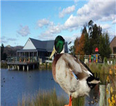 酒庄消息：水鸭酒庄 Puddleduck Vineyard