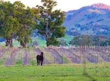 酒庄资料：平奇皇后酒庄 Queens Pinch Vineyard