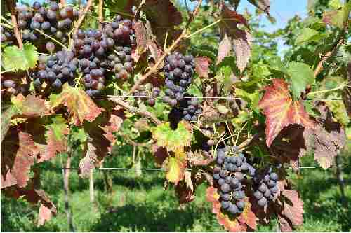 一文知晓意大利本土经典红葡萄品种