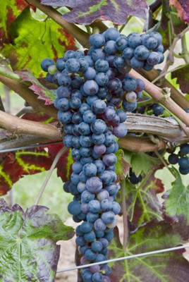 一文知晓意大利本土经典红葡萄品种