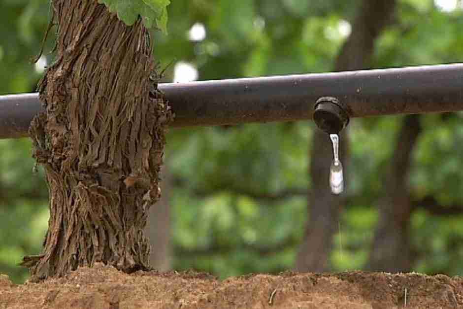 灌溉还是不灌溉？这是一个问题