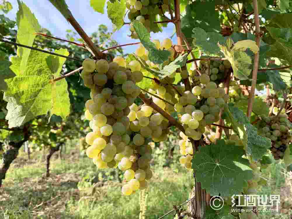 德国莱茵高雷司令：名河侧畔的明珠