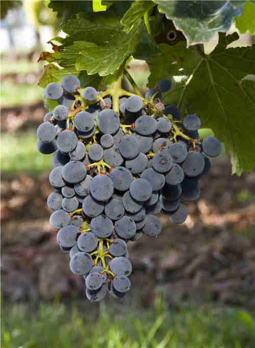 速览：波尔多将新增7个法定葡萄品种