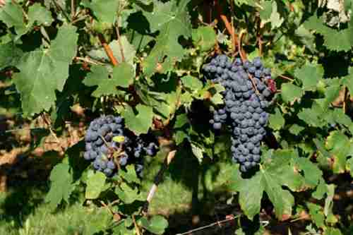 从红葡萄品种看陈年潜力