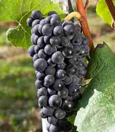 从红葡萄品种看陈年潜力