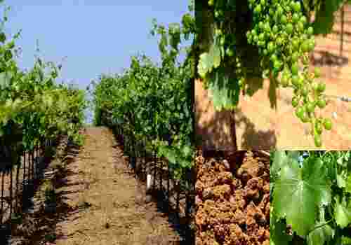 关于可持续发展葡萄酒，你需要知道的5件事