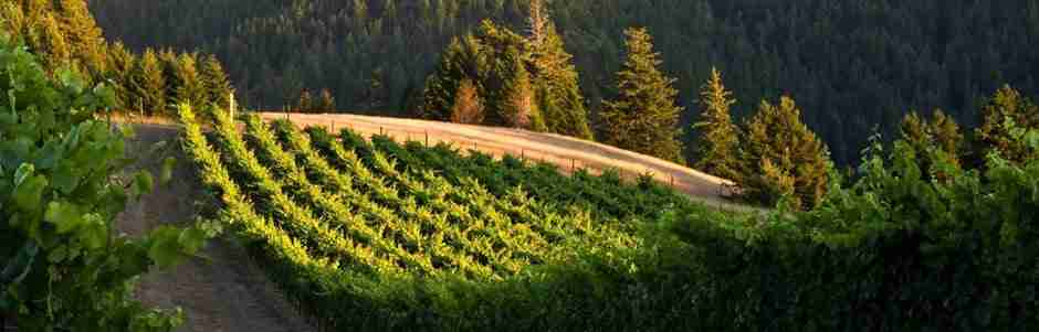 探寻加州门多西诺多彩葡萄酒