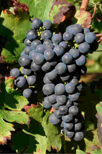 仙粉黛：最百搭的美国葡萄品种