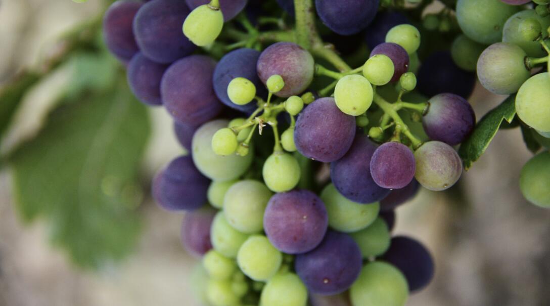 葡萄成熟主要看什么？