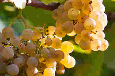 细说西班牙两大白葡萄品种——弗德乔和阿尔巴利诺