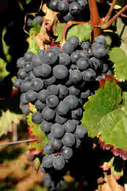 葡萄酒发源地的5种罕见葡萄品种