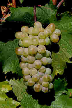 葡萄酒发源地的5种罕见葡萄品种