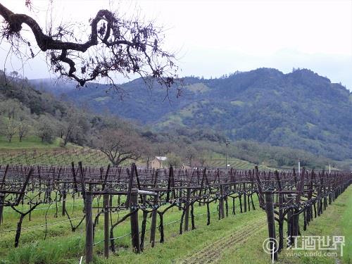 纳帕：美国现代葡萄酒产业的兴起之地