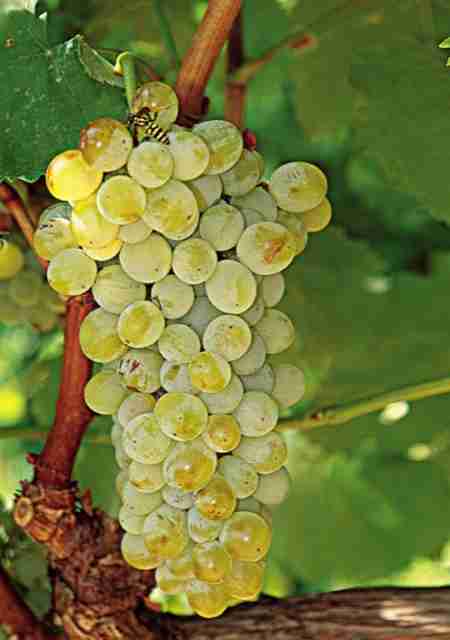 邂逅希腊的酿酒白葡萄品种