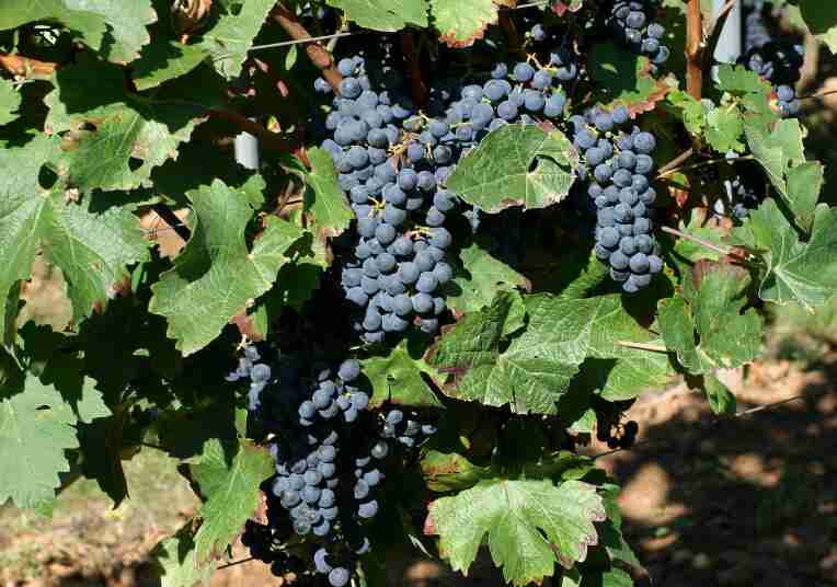酿酒葡萄与鲜食葡萄的区别