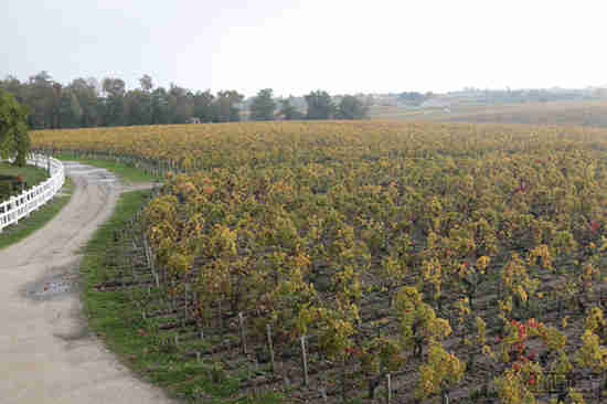 世界知名产区葡萄采收期一览