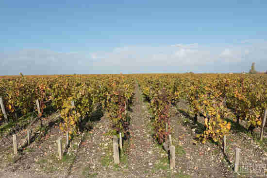 加州葡萄开始迎来第一次丰收