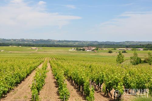 法国各产区主要葡萄品种一览