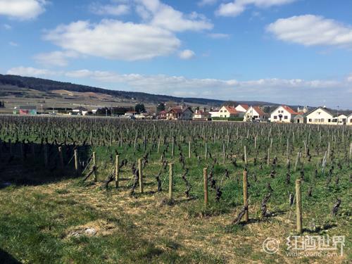 法国各产区主要葡萄品种一览