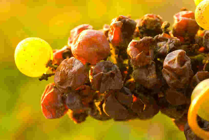 8句话让你更懂葡萄品种赛美蓉