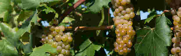 美国明尼苏达大学培育出抗寒新葡萄品种