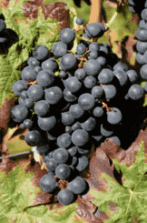 澳大利亚10个新兴葡萄品种，你听过吗？
