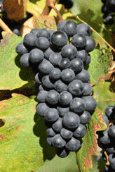 澳大利亚10个新兴葡萄品种，你听过吗？