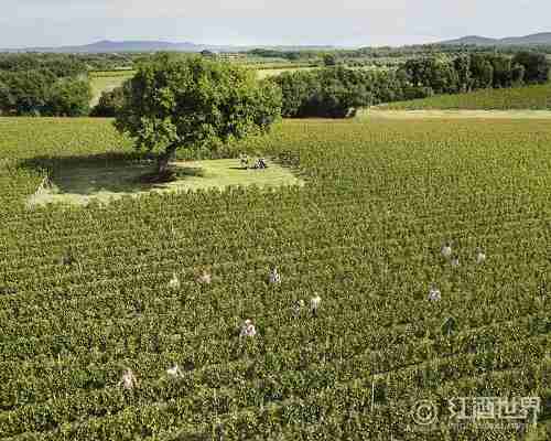 2015年各产区葡萄采收照片汇集