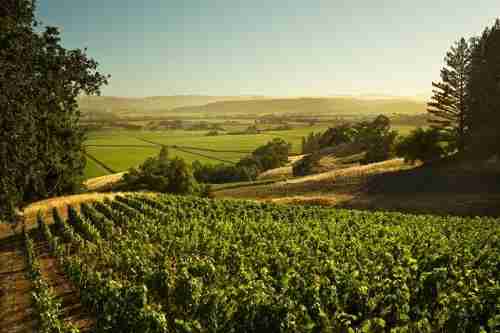 2015年加州葡萄采收提前