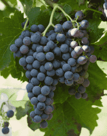 必须记住的葡萄品种并不多，“4红4白”就够了！