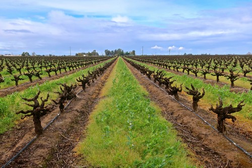 彭博社：未来哪些葡萄酒产区最“得意”？