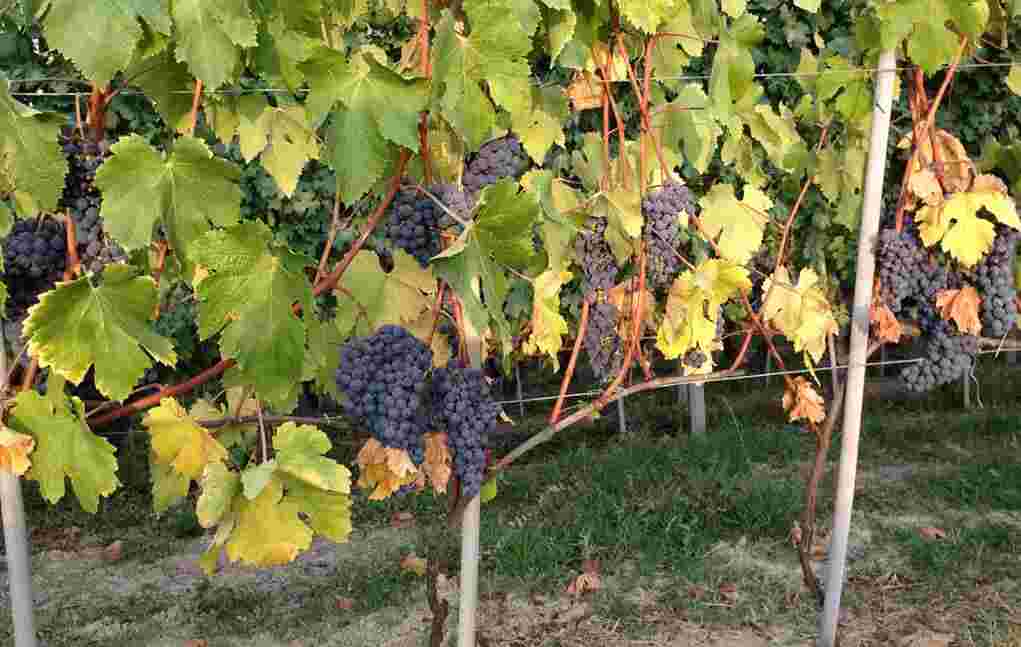 意大利葡萄品种在新世界产区兴起