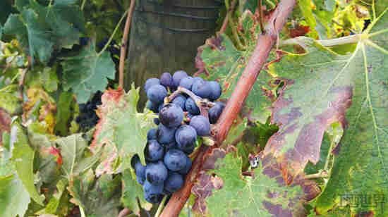 意大利葡萄采收季：一方艳阳天，一方阴雨地