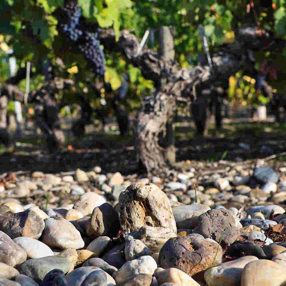葡萄酒产区常见土壤类型盘点