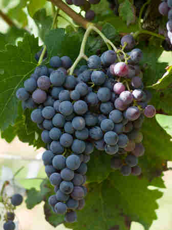 常见的5大红葡萄品种有哪些典型风味？